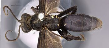 Media type: image;   Entomology 26230 Aspect: habitus dorsal view